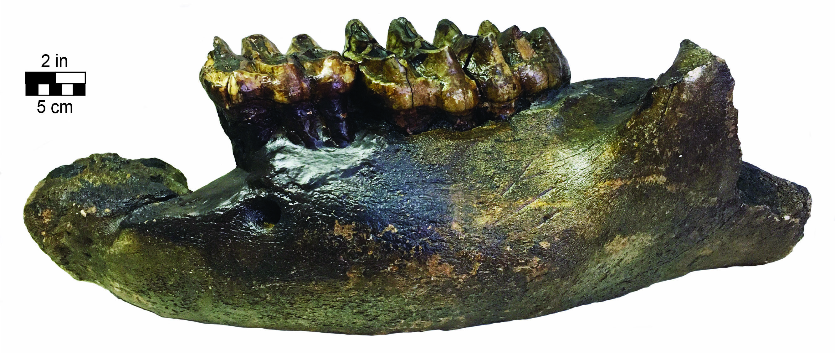 Mastodon molars and jaw fragment.